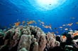 oman anthias, coral and ocean