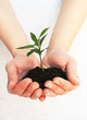 Green plant in a hands