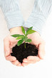 Green plant in a hands