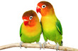 Pair of lovebirds