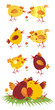 chickens