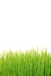 Wheatgrass up close