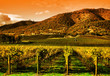 Rows of Grape Vines in Vineyard at Sunset