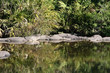 American Alligator American Alligator