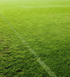 Green Grass and The Line