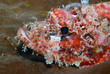Scorpion fish (Indonésie - Manado)