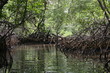 mangrove