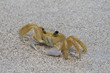 crabe