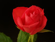 20040514_004.jpg rose 20040514_004.jpg rose