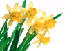 Yellow spring narcissus