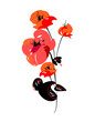 Beautiful poppies