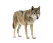 Young wolf staring at its pray. Isolated on white.