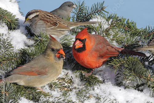 Photo: Mixed Flock Of Birds Mixed Flock Of Birds