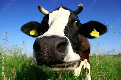 Cow Cow