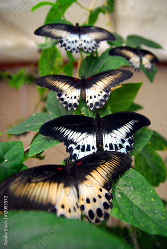 Photo: Schmetterlinge - Papilio polymnestor parinda Schmetterlinge - Papilio polymnestor parinda