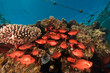 crescent-tail bigeye