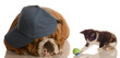 kitten playing with ball beside puppy that is sleeping