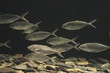 Underwater scene large shoal of Fish