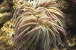 Under water scene with marine life, anemone