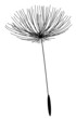 Pusteblume Pusteblume