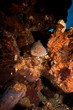 giant moray