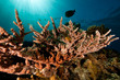 acropora lamarcki