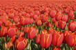 A full scene view of red tulips in a field.