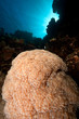 bubble coral