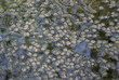 pond weed