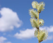 A branch of pussy willow