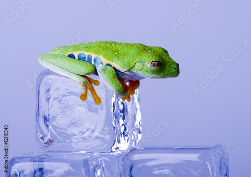 Frog On Ice