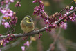 Cirl Bunting,Uccello