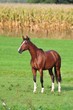 Image : Pferd steht auf Weide (horse brown)