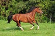 Photo : Pferd galoppiert auf Weide 1 (horse gallop)