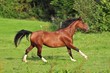 Photographie : Pferd galoppiert auf Weide 2 (horse gallop)