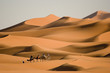 Camel trekking