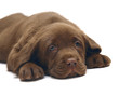 A chocolate puppy Labrador. A chocolate puppy Labrador.