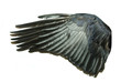 bird wings