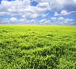 meadow