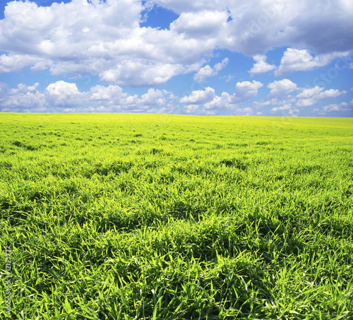 Photo: meadow meadow