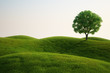 Grass field with a tree