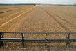 The combine gathers wheat crop