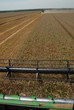 The combine gathers wheat crop