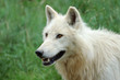 Portrait de loup blanc
