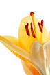 Lily