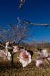 Almond tree - Branch with flowers
