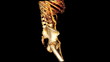 Human skeleton