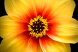 Dahlia Moonfire Close Up