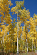 Autumn Colors