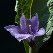 Alraune